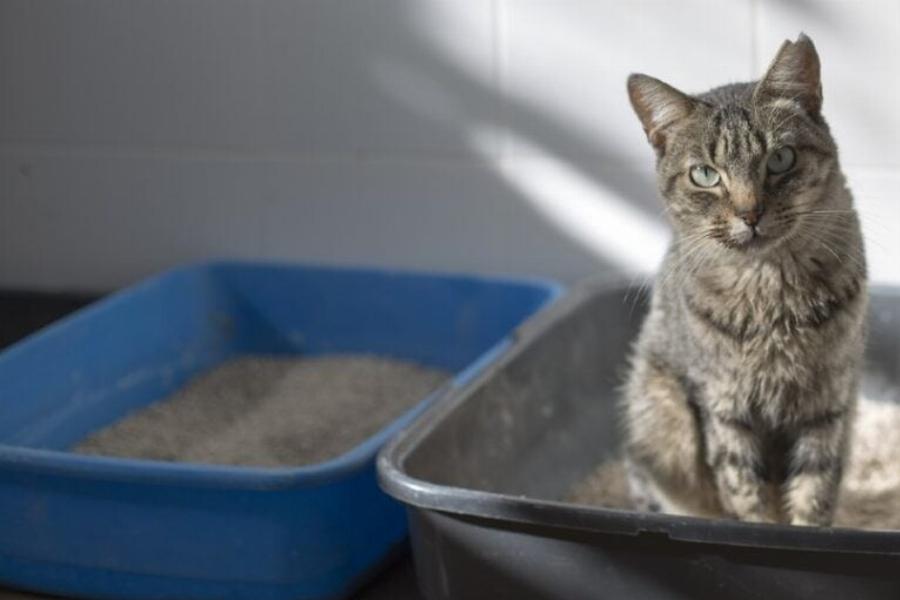 Πώς να καταλάβετε αν η γάτα σας έχει σπασμένη ουρά: 6 σημάδια σύμφωνα με έναν κτηνίατρο