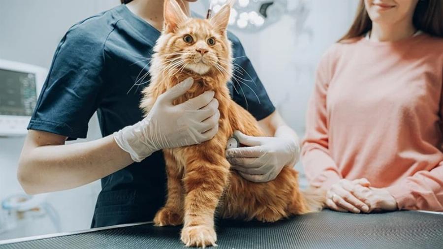 Μπορούν οι γάτες να φάνε ντοματόσουπα; Εγκεκριμένες από κτηνίατρο πληροφορίες και συχνές ερωτήσεις