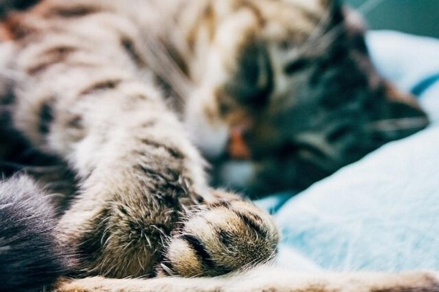 Όλα όσα πρέπει να γνωρίζετε για τα πόδια της γάτας σας- Χρήσιμες πληροφορίες