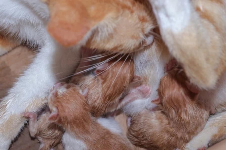 Μπορούν οι γάτες να θηλάσουν μετά τη στείρωση; Συμβουλές εγκεκριμένες από κτηνίατρο