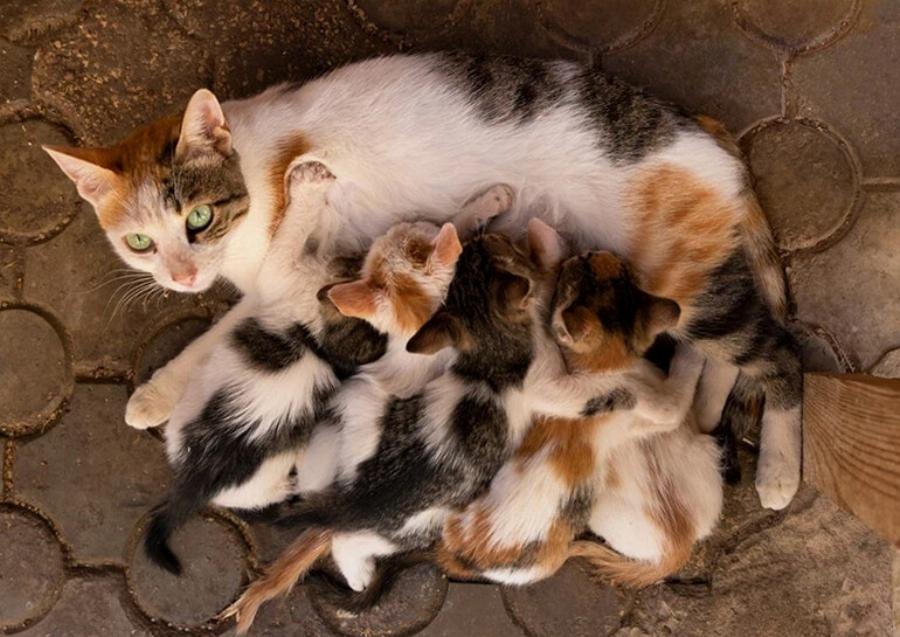 Μπορούν οι γάτες να θηλάσουν μετά τη στείρωση; Συμβουλές εγκεκριμένες από κτηνίατρο
