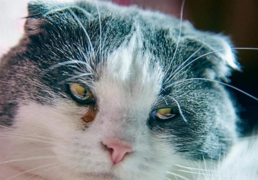 Πώς παθαίνουν οι γάτες επιπεφυκίτιδα; Εγκεκριμένες από κτηνίατρο πληροφορίες & Συχνές ερωτήσεις