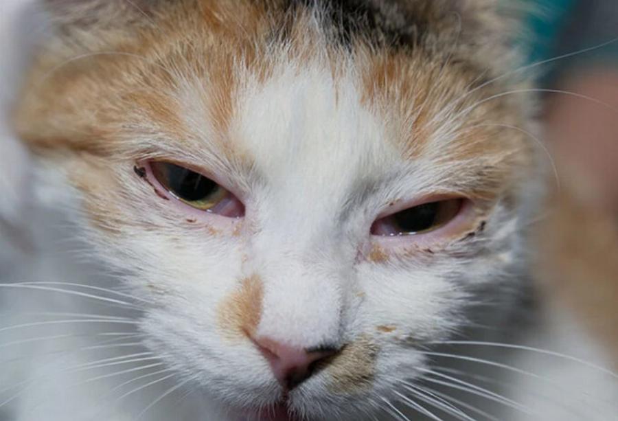 Πώς παθαίνουν οι γάτες επιπεφυκίτιδα; Εγκεκριμένες από κτηνίατρο πληροφορίες & Συχνές ερωτήσεις
