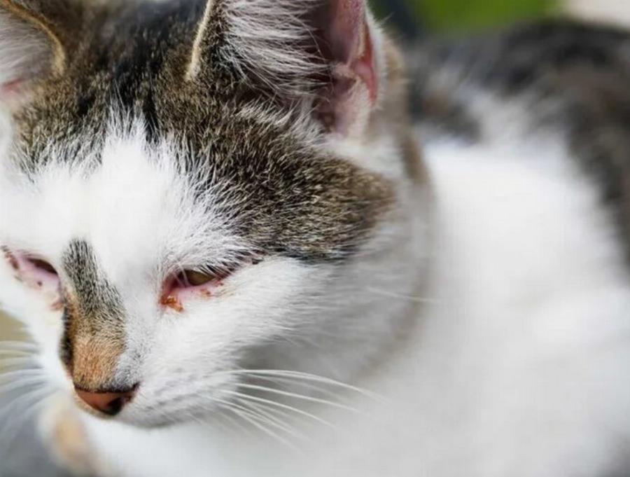 Πώς παθαίνουν οι γάτες επιπεφυκίτιδα; Εγκεκριμένες από κτηνίατρο πληροφορίες & Συχνές ερωτήσεις