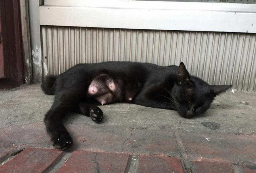 Γιατί αρέσει στις γάτες να κοιμούνται στους νιπτήρες; Αυτοί είναι οι 8 πιθανοί λόγοι