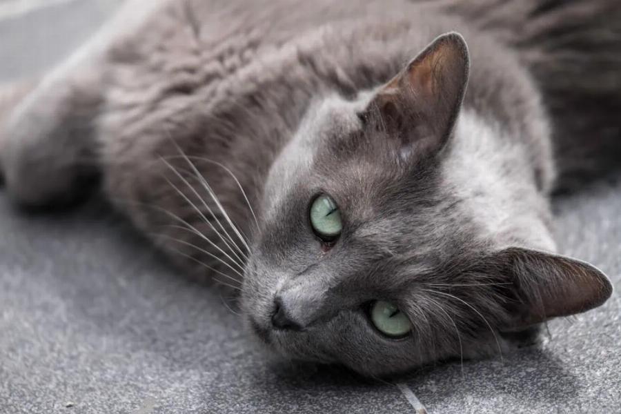 Γιατί αρέσει στις γάτες να κοιμούνται στους νιπτήρες; Αυτοί είναι οι 8 πιθανοί λόγοι