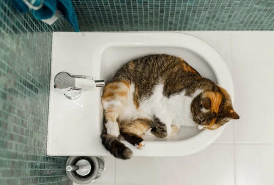 Γιατί αρέσει στις γάτες να κοιμούνται στους νιπτήρες; Αυτοί είναι οι 8 πιθανοί λόγοι