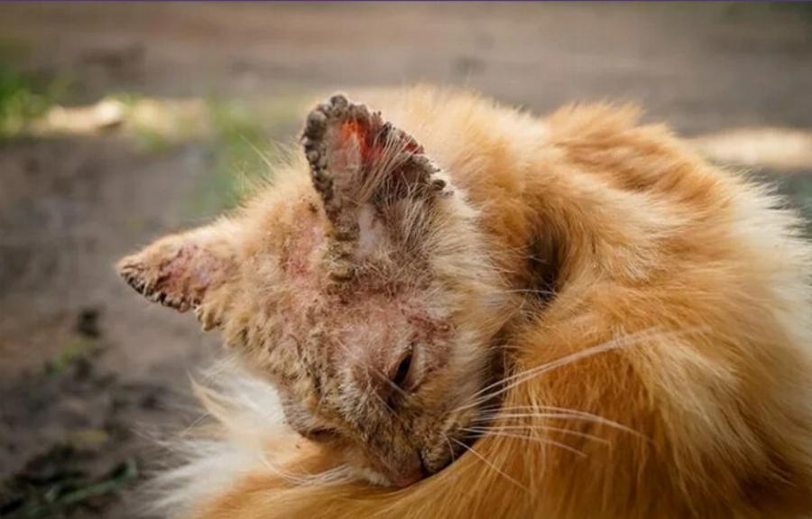 Ψώρα στις γάτες: Σημάδια, αιτίες & θεραπεία από κτηνίατρο