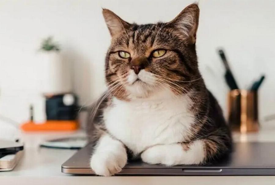 Γιατί οι γάτες περπατούν πάνω σε πληκτρολόγια; Αυτοί είναι οι 5 πιθανοί λόγοι