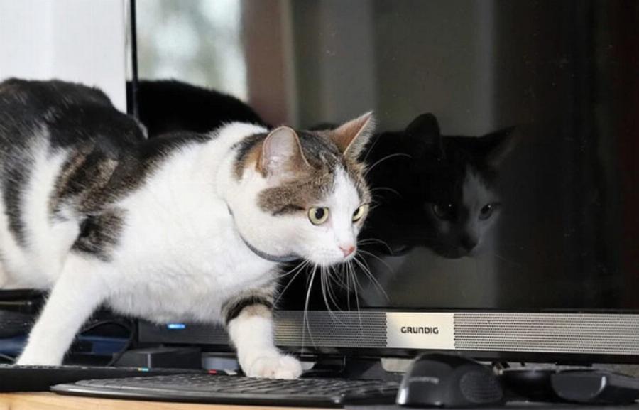 Γιατί οι γάτες περπατούν πάνω σε πληκτρολόγια; Αυτοί είναι οι 5 πιθανοί λόγοι
