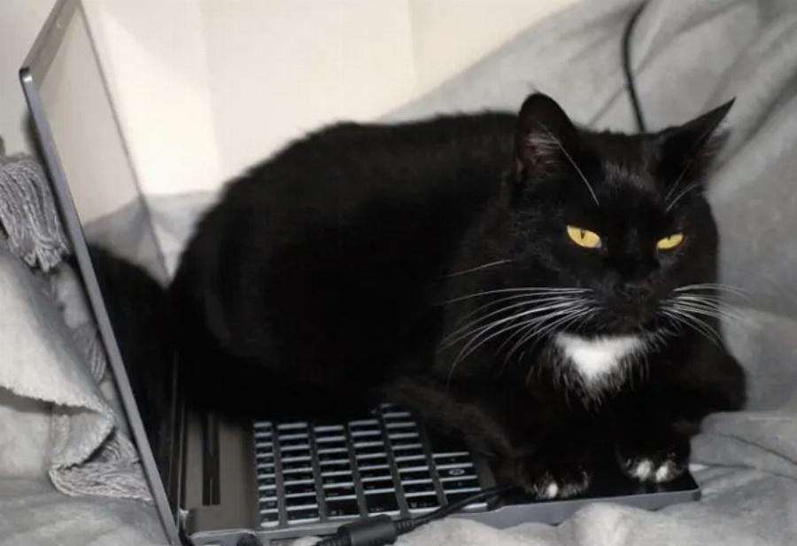 Γιατί οι γάτες περπατούν πάνω σε πληκτρολόγια; Αυτοί είναι οι 5 πιθανοί λόγοι