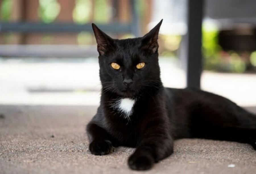 Πώς αντιμετωπίζονταν οι γάτες στον κελτικό πολιτισμό; Ιστορία & προέλευση