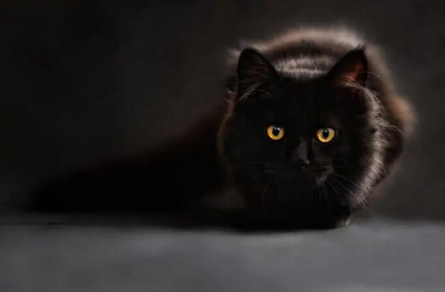 Πώς αντιμετωπίζονταν οι γάτες στον κελτικό πολιτισμό; Ιστορία & προέλευση