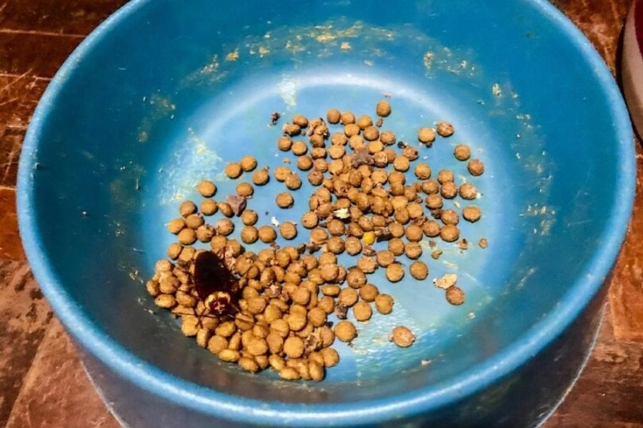 Τρώνε οι γάτες κατσαρίδες; Οδηγός Υγείας & Ασφάλειας που έχει αξιολογηθεί από κτηνίατρο