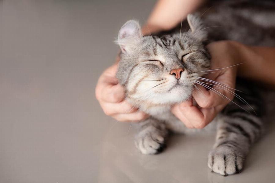 Το χάιδεμα μειώνει το στρες στις γάτες; Τι λέει η επιστήμη