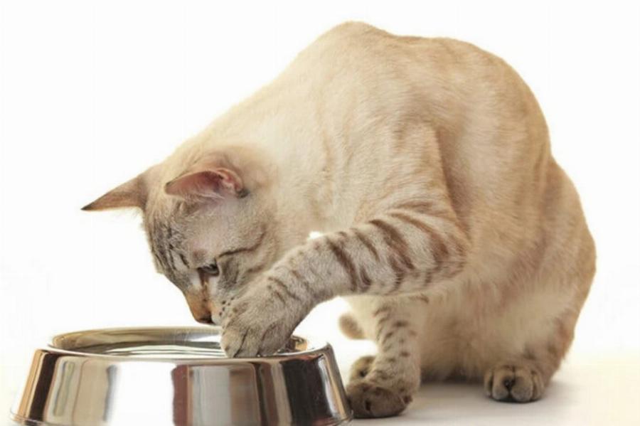 Πώς να σταματήσετε τις γάτες να βάζουν τις πατούσες τους στο μπολ με το νερό: 5 συμβουλές από ειδικούς