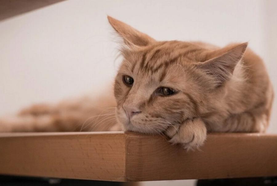 Σπιτικές λιχουδιές γάτας με κολοκύθα – 3 συνταγές εγκεκριμένες από κτηνίατρο