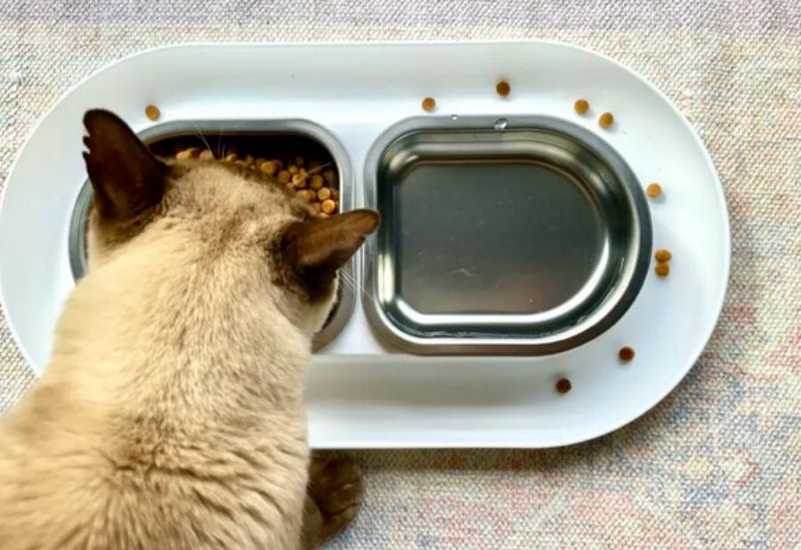 Σπιτικές λιχουδιές γάτας με κολοκύθα – 3 συνταγές εγκεκριμένες από κτηνίατρο