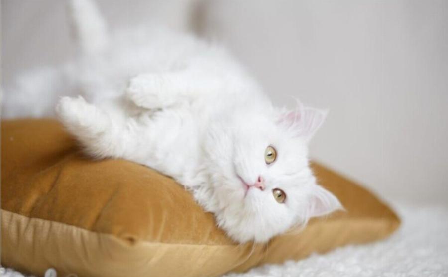 Συζητήσεις και προβληματισμό έχουν προκαλέσει πρόσφατα στους γατογονείς – τους λεγόμενους «purrents» – τα σχέδια