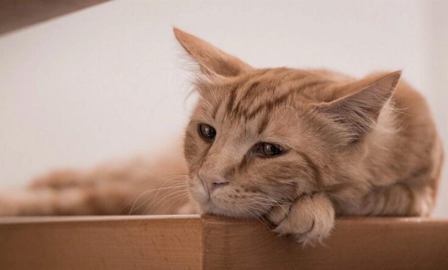 Είναι οι πυγολαμπίδες δηλητηριώδη για τις γάτες; Τοξικότητα & χρήσιμες πληροφορίες