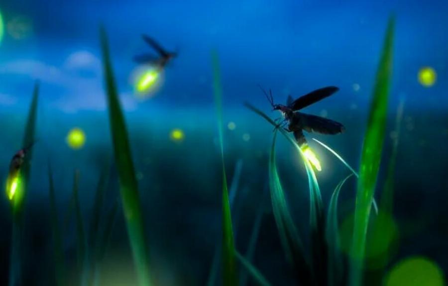 Είναι οι πυγολαμπίδες δηλητηριώδη για τις γάτες; Τοξικότητα & χρήσιμες πληροφορίες