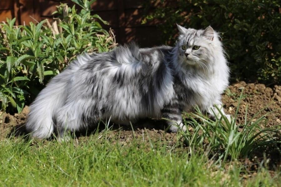 Μπορούν οι γάτες να φάνε δενδρολίβανο; Εγκεκριμένα από κτηνίατρο διατροφικά στοιχεία & Συχνές ερωτήσεις