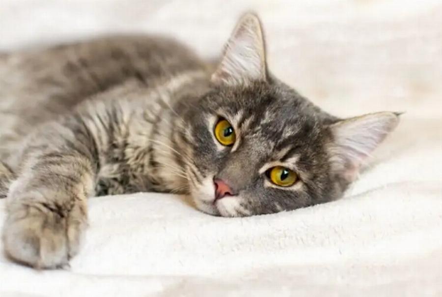 Είναι το έλαιο τεϊόδεντρου τοξικό για τις γάτες; Εγκεκριμένες από κτηνίατρο πληροφορίες& Συχνές ερωτήσεις