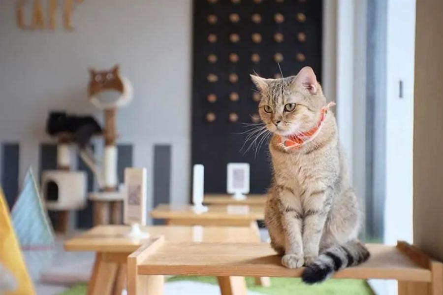 15 ονειρεμένες δουλειές για λάτρεις γατών: Επιλέξτε την τέλεια καριέρα