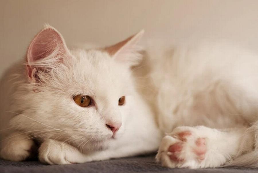 Μπορούν οι γάτες να φάνε γκρέιπφρουτ; Εγκεκριμένες από κτηνίατρο πληροφορίες & συχνές ερωτήσεις