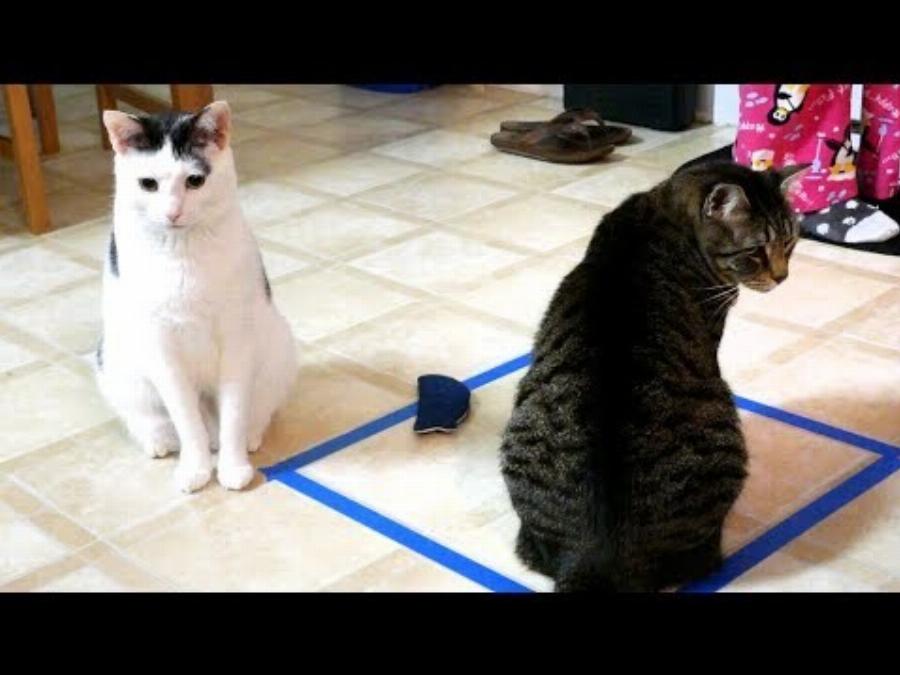 Γιατί οι γάτες κάθονται σε τετράγωνα, ακόμη και σε τετράγωνα από ταινία; 9 πιθανοί λόγοι