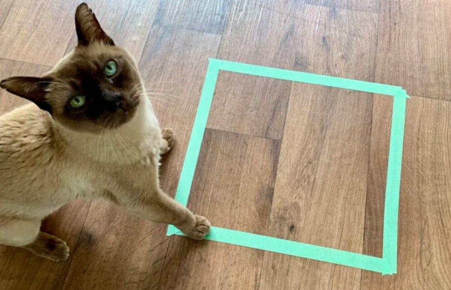 Γιατί οι γάτες κάθονται σε τετράγωνα, ακόμη και σε τετράγωνα από ταινία; 9 πιθανοί λόγοι