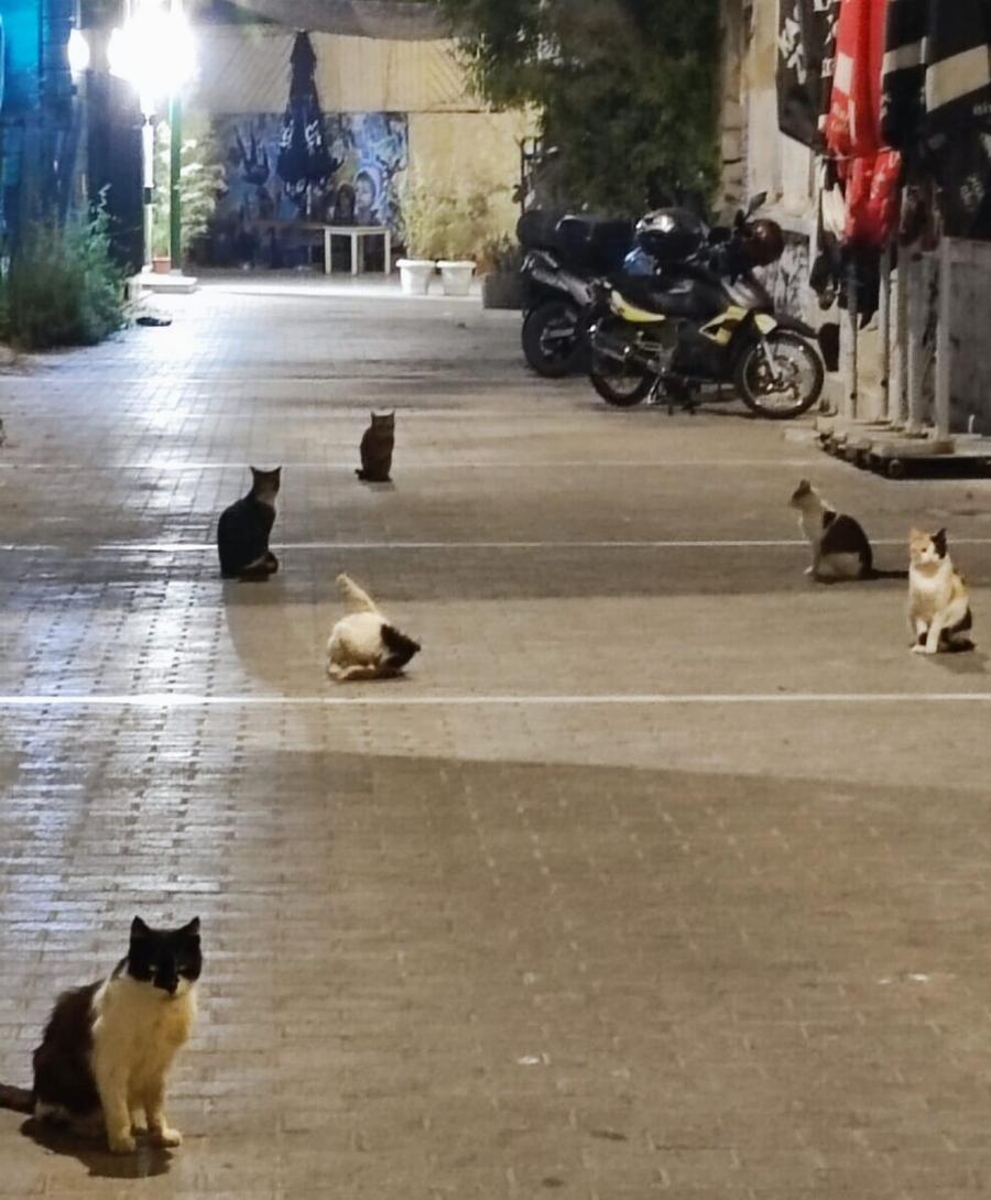 Συγκινεί το διαδίκτυο: Εστιατόριο στου Ψυρρή φροντίζει 35 αδέσποτες γάτες