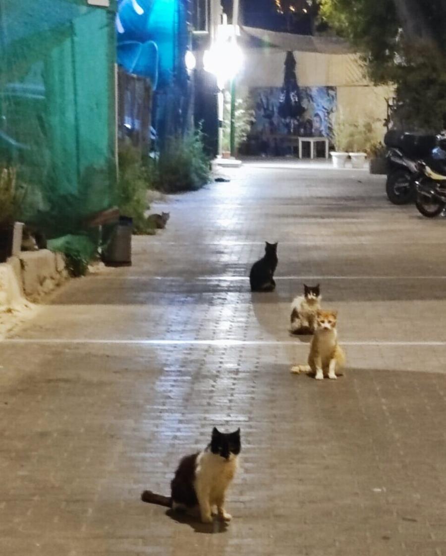 Συγκινεί το διαδίκτυο: Εστιατόριο στου Ψυρρή φροντίζει 35 αδέσποτες γάτες