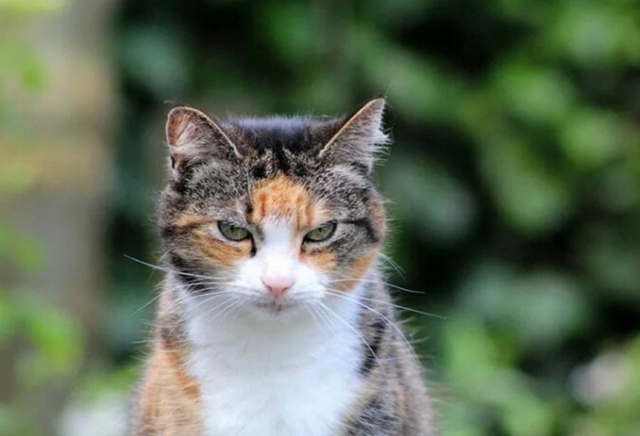 Μπορούν οι γάτες να αισθανθούν τον φόβο; Πληροφορίες & Συχνές ερωτήσεις για γάτες