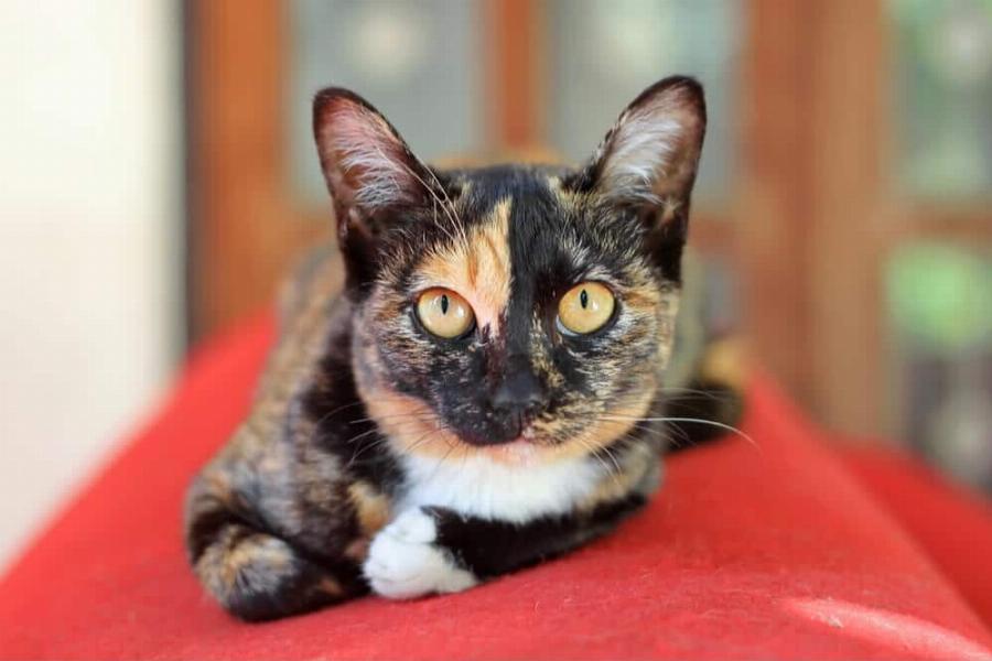Ψάχνεις να υιοθετήσεις γατάκι; Τα πάντα για τις γάτες Calico