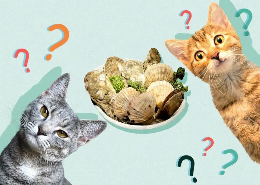 Μπορούν οι γάτες να φάνε χτένια; Πληροφορίες ασφαλείας που έχουν αξιολογηθεί από κτηνίατρο