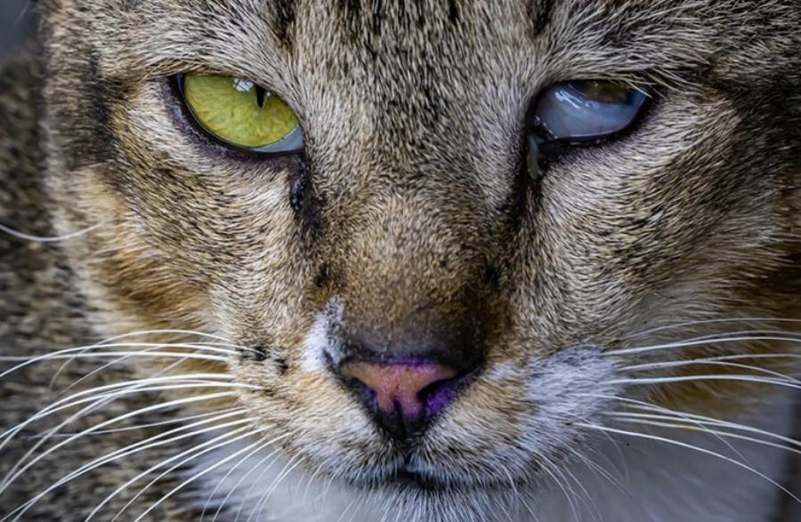 Σύνδρομο Haws στις γάτες: Αίτια, συμπτώματα & πιθανές θεραπείες