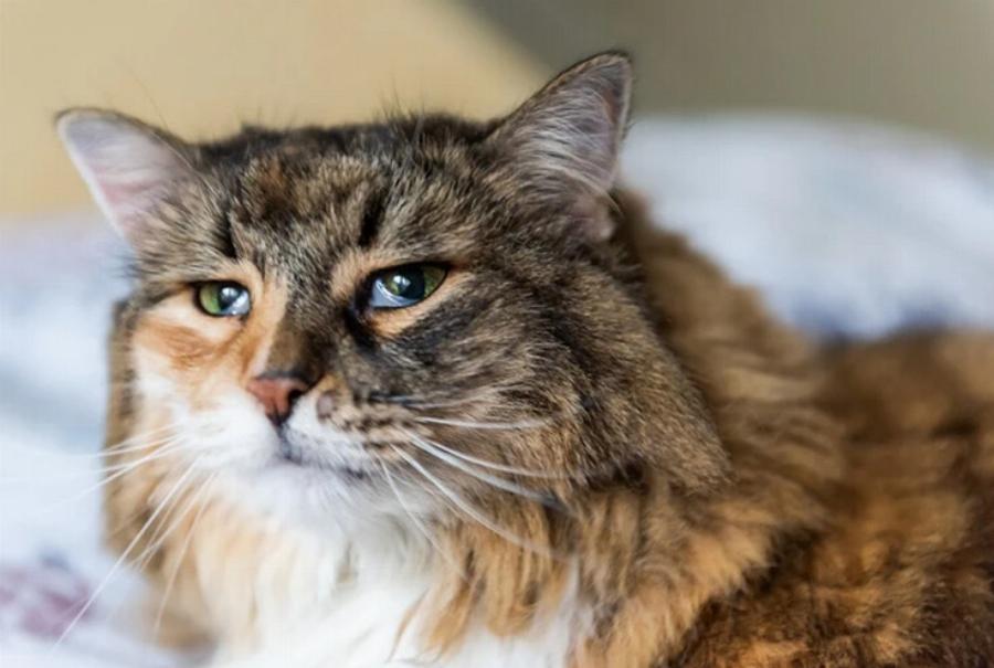 Σύνδρομο Haws στις γάτες: Αίτια, συμπτώματα & πιθανές θεραπείες