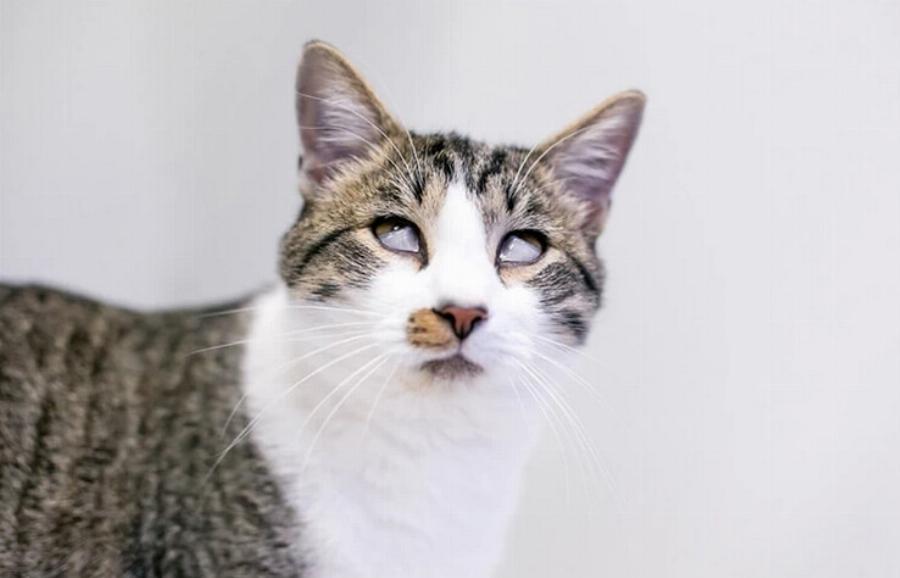 Σύνδρομο Haws στις γάτες: Αίτια, συμπτώματα & πιθανές θεραπείες