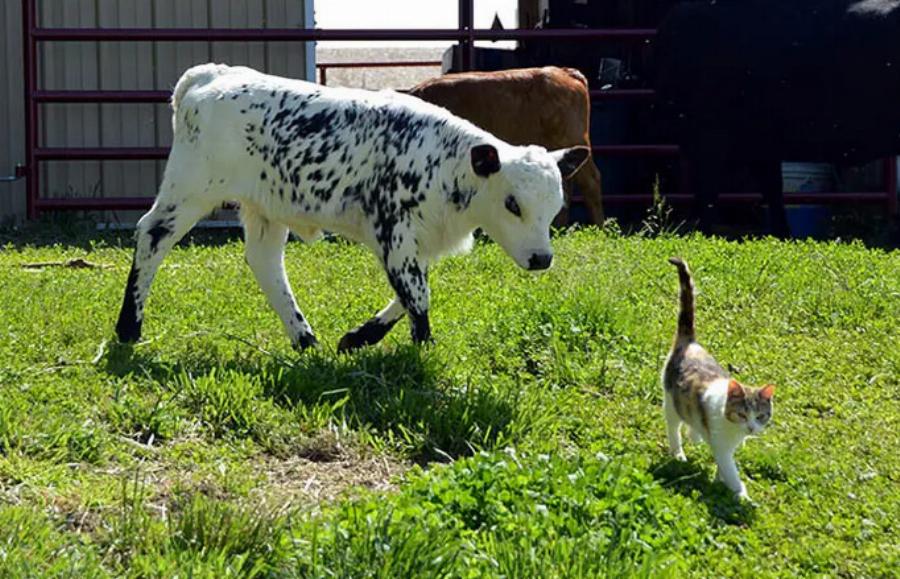 Αυτές είναι οι 8 “δουλειές” που μπορούν να κάνουν οι γάτες (με εικόνες)