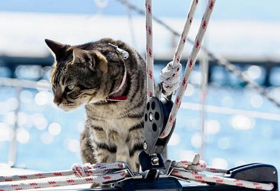 Αυτές είναι οι 8 “δουλειές” που μπορούν να κάνουν οι γάτες (με εικόνες)