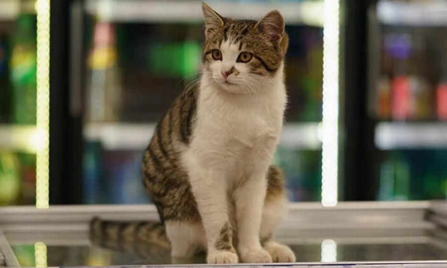 Αυτές είναι οι 8 “δουλειές” που μπορούν να κάνουν οι γάτες (με εικόνες)