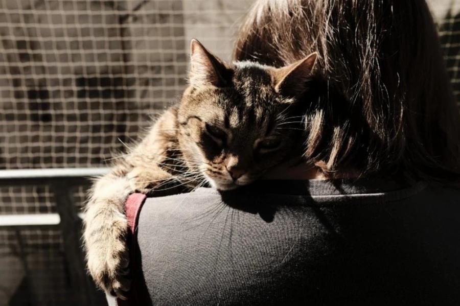 Αυτές είναι οι 8 “δουλειές” που μπορούν να κάνουν οι γάτες (με εικόνες)