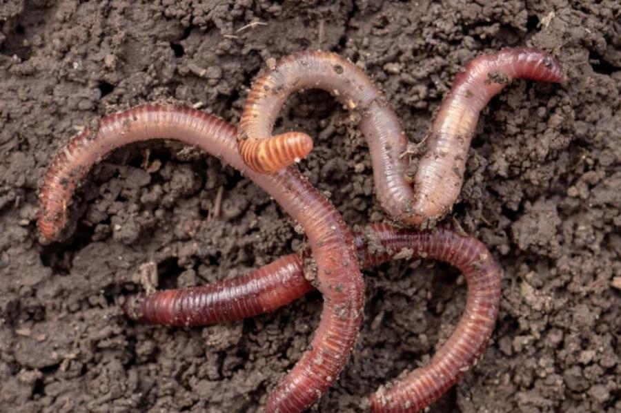 Μπορούν οι γάτες να τρώνε σκουλήκια; Κίνδυνοι, ανησυχίες και συχνές ερωτήσεις