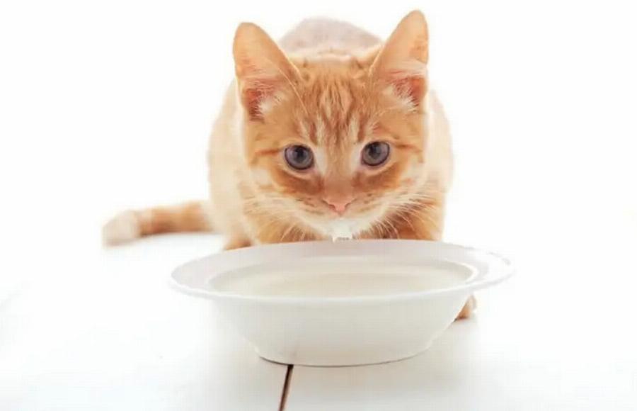 Μπορούν οι γάτες να πίνουν γάλα αμυγδάλου; Πληροφορίες που πρέπει να γνωρίζετε