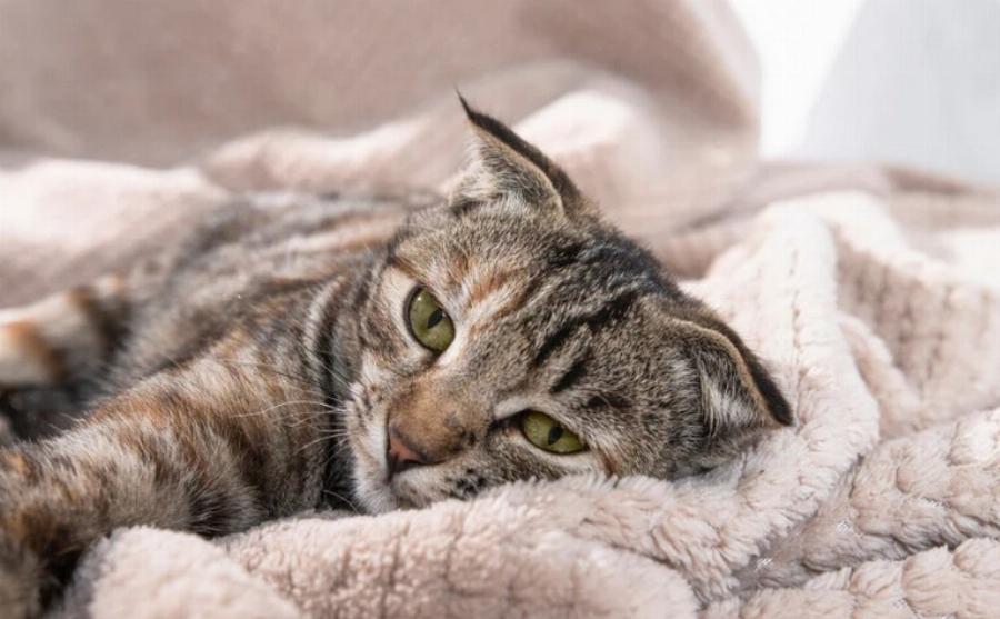 Μπορούν οι γάτες να φάνε φέτα; Εγκεκριμένες από κτηνίατρο πληροφορίες & συχνές ερωτήσεις