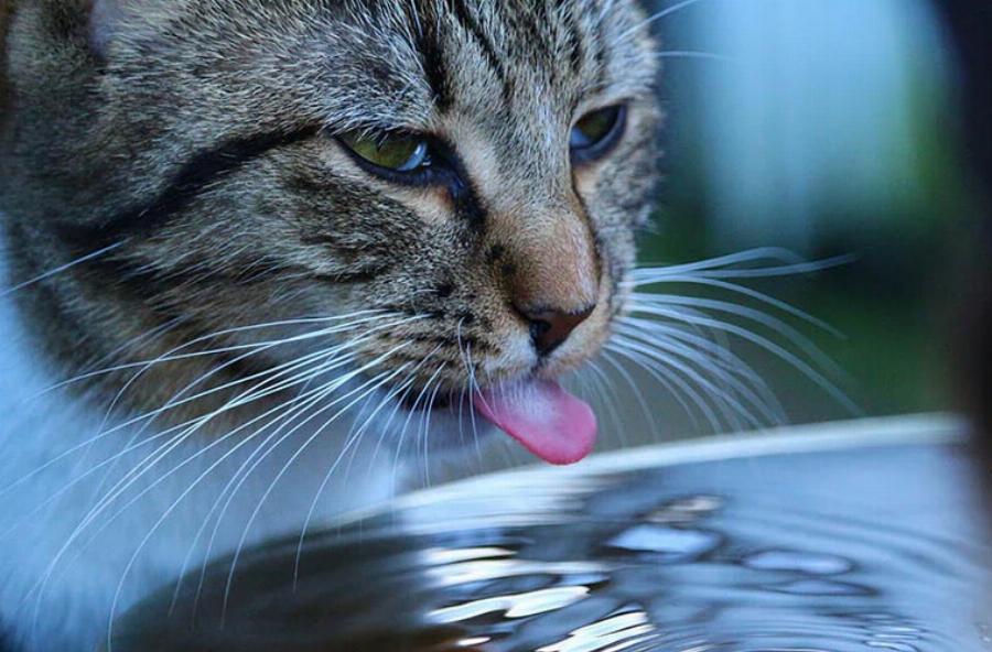 Πώς πίνουν νερό οι γάτες; Οι διαφορές με τους ανθρώπους και τους σκύλους