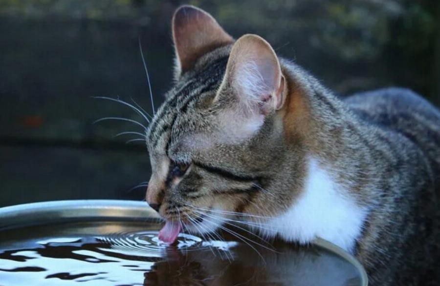 Πώς πίνουν νερό οι γάτες; Οι διαφορές με τους ανθρώπους και τους σκύλους