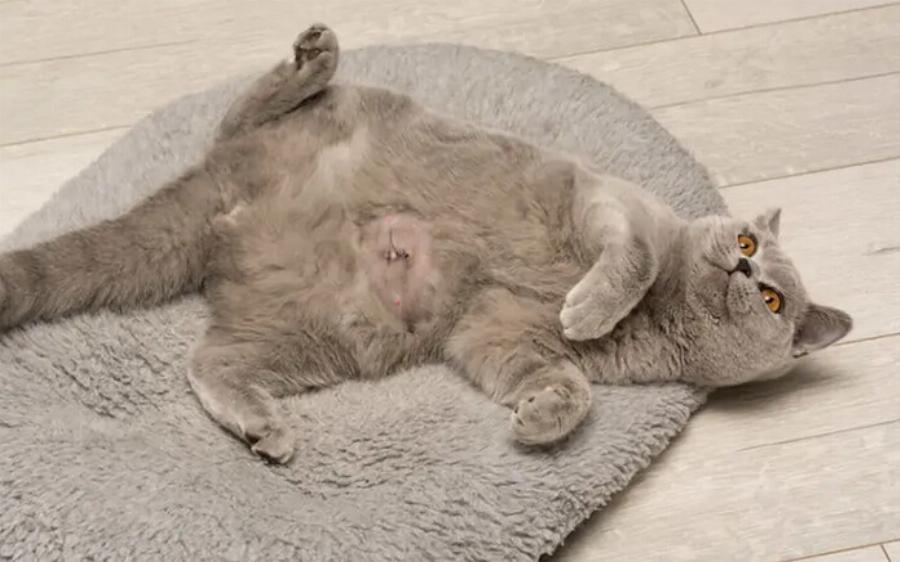 4 πιο συνηθισμένοι καρκίνοι στις γάτες: Εγκεκριμένες από κτηνίατρο πληροφορίες & θεραπείες