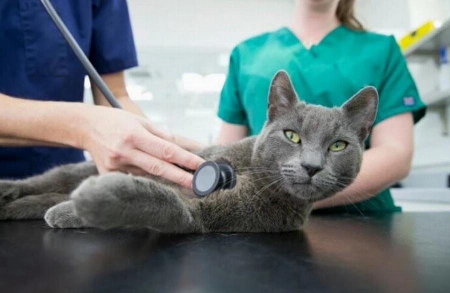 4 πιο συνηθισμένοι καρκίνοι στις γάτες: Εγκεκριμένες από κτηνίατρο πληροφορίες & θεραπείες